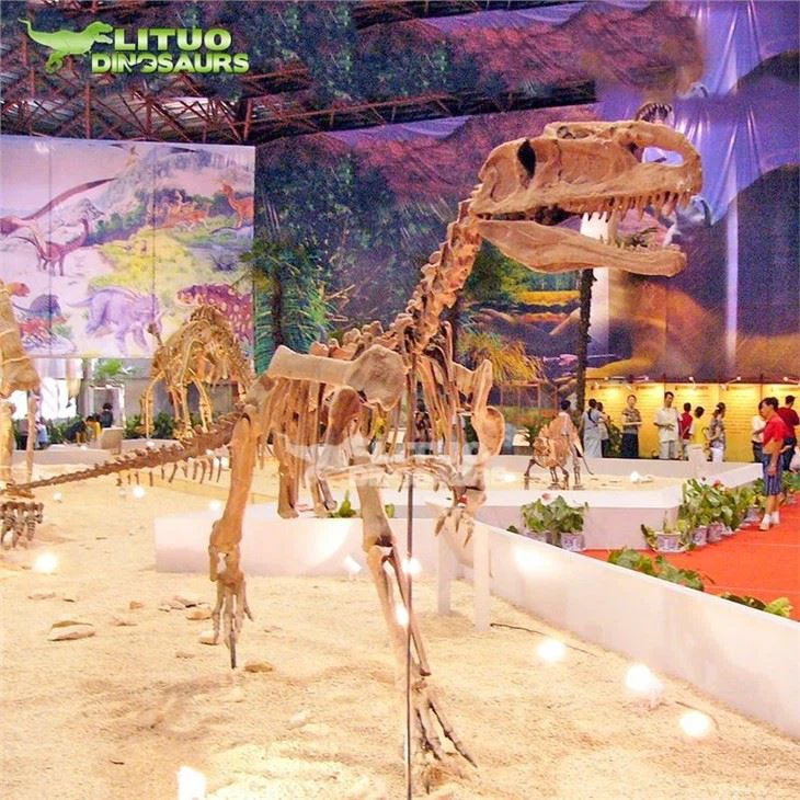 2Allosaurus Dinosaur Skeleton(001)