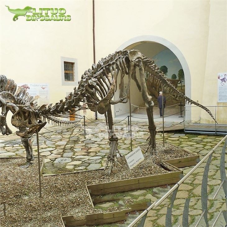 4Carnotaurus Dino Skeleton(001)