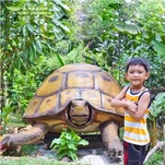 Rùa hoạt hình